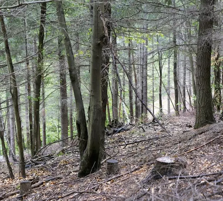 La société d’aménagement foncier et d’établissement rural (Safer) régionale s’associe aux propriétaires forestiers pour informer et sensibiliser sur l’importance des ressources en bois du territoire. L’enjeu : que chacun prenne conscience du potentiel de ces surfaces pour améliorer leur gestion et leur rentabilité.