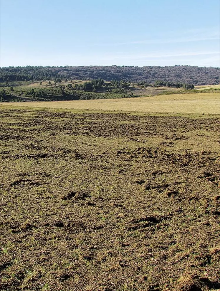 Pour prolonger le dossier chasse paru dans le Réveil Lozère*, la rédaction s’est penchée sur un sujet qui fâche : les dégâts de sangliers dans les parcelles agricoles.