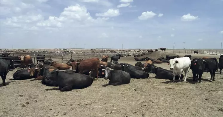 Les feedlots, ces parcs d’engraissement intensifs de bovins sont présents sur l’ensemble du continent américain mais aussi en Afrique du Sud et en Australie. De véritables « usines à viande », selon les mots de l’auteur qui pose la question : « Voulons-nous de cela en France ? »