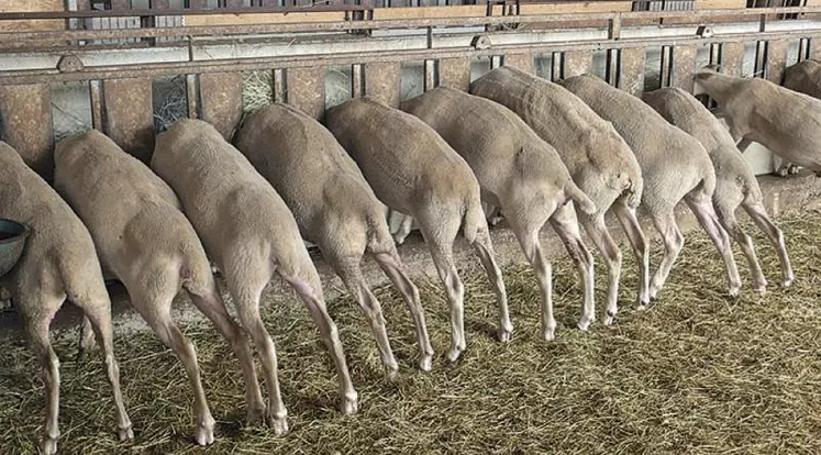 L’alimentation doit être adaptée aux stades de production.