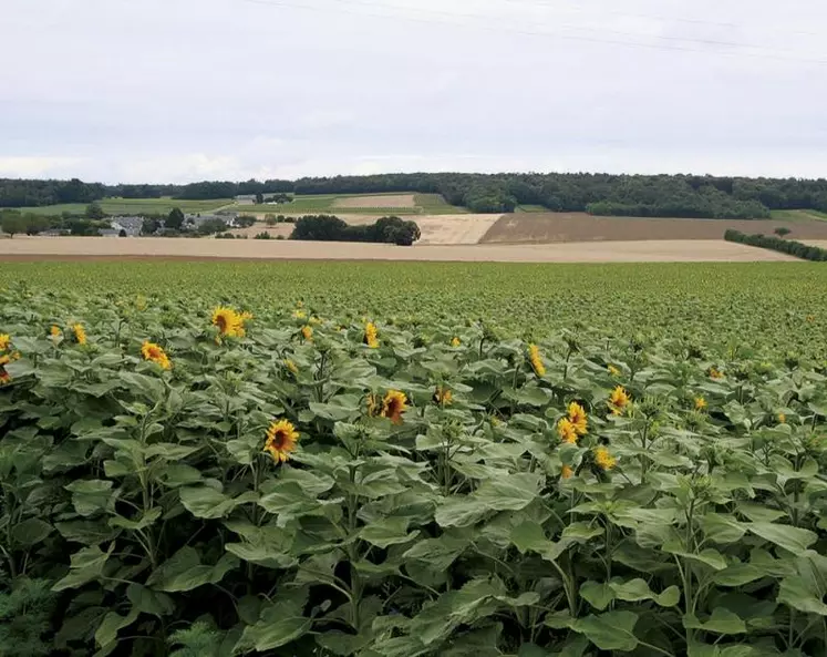 Les dérogations aux règles européennes du verdissement accordées dans le contexte de la guerre en Ukraine pour favoriser la production de l'UE, ont bénéficié aux cultures de protéagineux et de tournesol. Et les exportations européennes de céréales profitent également de cette situation pour atteindre des records, selon les prévisions de la Commission européenne.