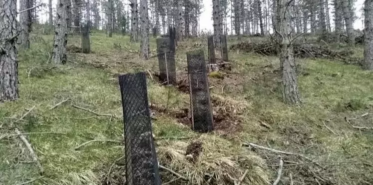 Le centre national de la propriété forestière (CNPF) a organisé fin juin un séminaire de trois jours, à destination des propriétaires forestiers, sur le changement climatique et ses effets sur la forêt.