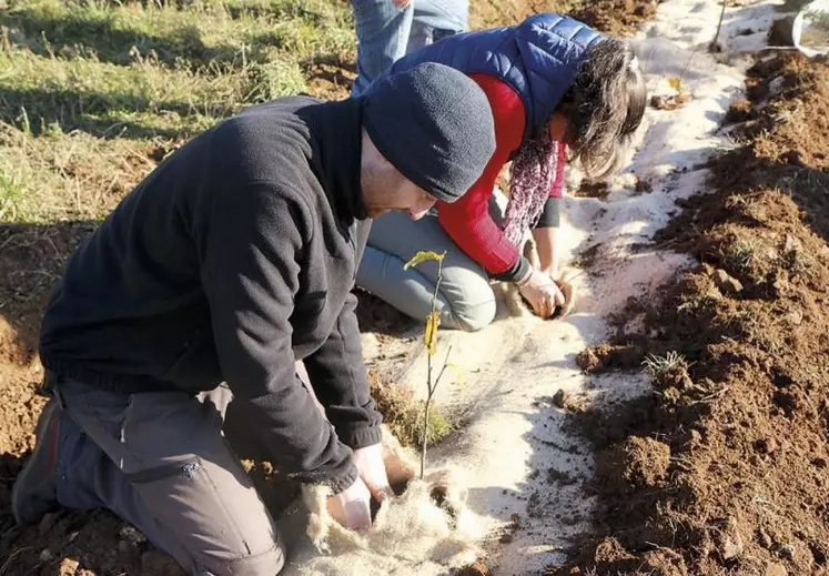 Lundi 23 novembre a eu lieu la distribution des essences qui composeront les haies des propriétaires volontaires sur le causse Méjean, à la Borie, Hures-la-Parade. Une initiative portée par le Copage, avec la fédération de chasse de Lozère, les élus locaux et ceux des sites Natura 2000.