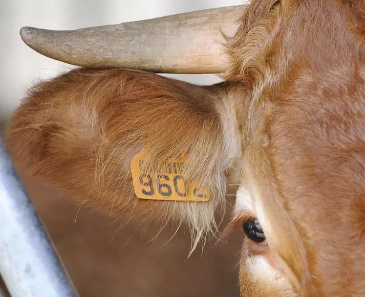 Fermement opposées à l'accord de libre-échange UE-Mercosur, les organisations et coopératives agricoles de l'UE (Copa-Cogeca) ont lancé le 11 février, une campagne de communication afin de rappeler les principales raisons qui expliquent leurs réticences.