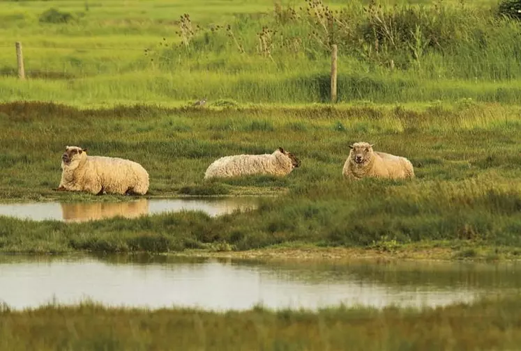 À horizon 2100, la montée des eaux menace jusqu’à la moitié des terres agricoles littorales à travers le monde.