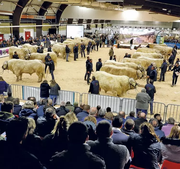 Ambiance lors de la finale nationale des concours de la race charolaise lors de l'édition 2021.