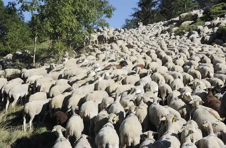 Le groupement pastoral de Finiels a redescendu ses brebis ce jeudi 27 août, deux jours plus tôt que prévu. Après avoir subi deux attaques ces dernières semaines, que les bergers attribuent au loup, l’atmosphère est lourde sur le chemin du retour.