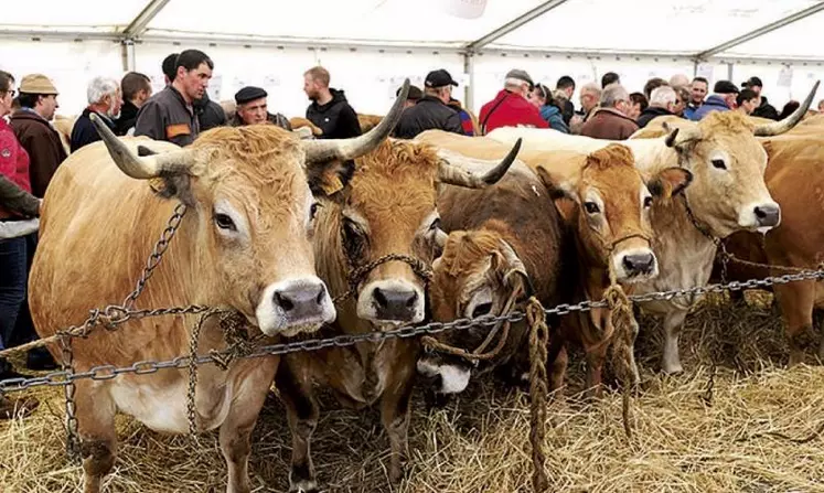 Samedi 25 mars, la traditionnelle foire grasse de Langogne a eu lieu sur le pré de foire. Les agriculteurs et les curieux étaient venus nombreux admirer les bêtes exposées.
