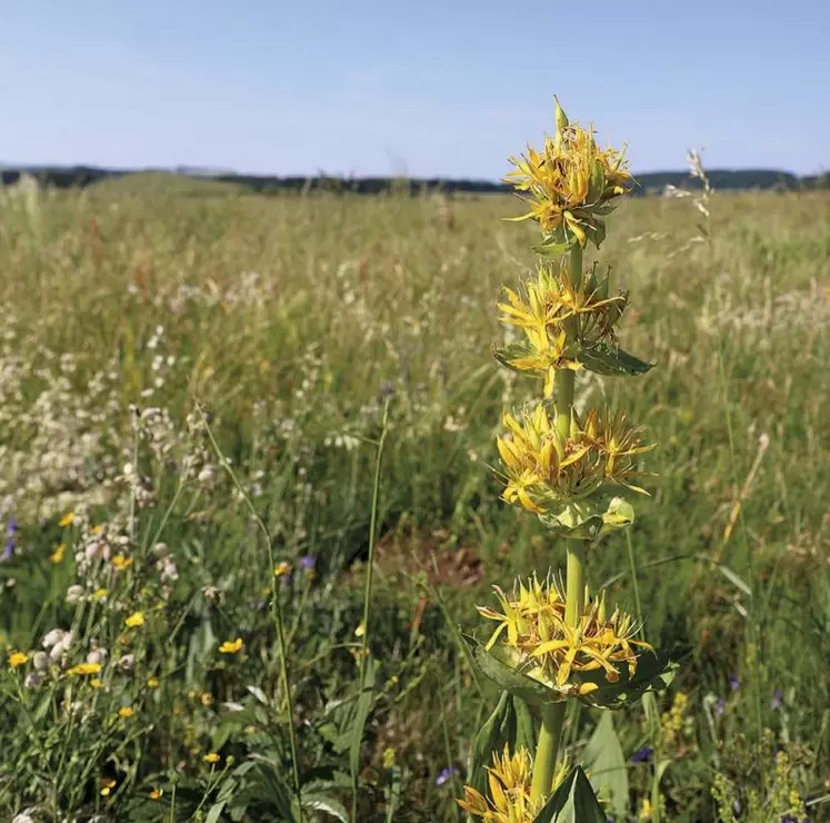 La cueillette des plantes est réglementée en cœur de parc national des Cévennes (PNC). 
Alors que la saison commence, rappel de ce qui peut être cueilli ou non avec Franck Dugueperoux, chargé de mission biodiversité au parc.