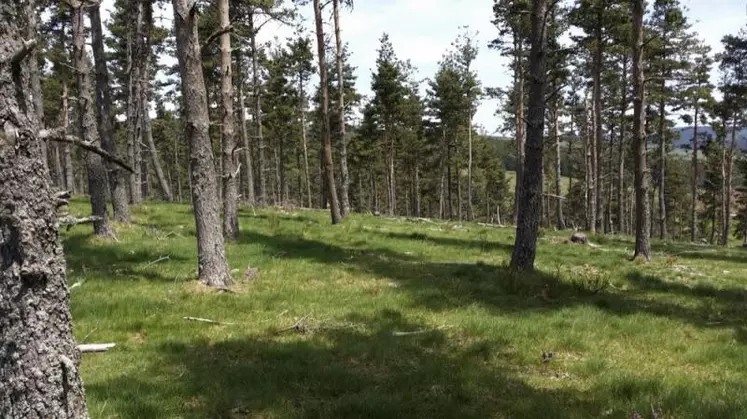 Après les travaux d’aménagement sylvopastoral par broyeur forestier.