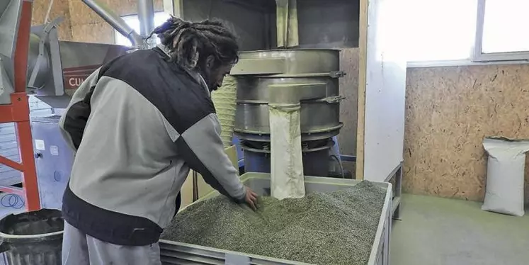 Dans un souci de traçabilité et d’un produit fini de qualité, la Sicarappam transforme les plantes sur place, comme ici en coupe infusette.