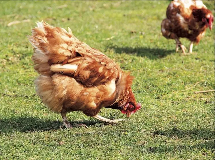 L'influenza aviaire continue de progresser, en particulier dans l'Ouest, toujours en première ligne. Fait préoccupant : l'apparition de nouveaux cas autour des premiers foyers, signes d'une potentielle diffusion de la maladie.