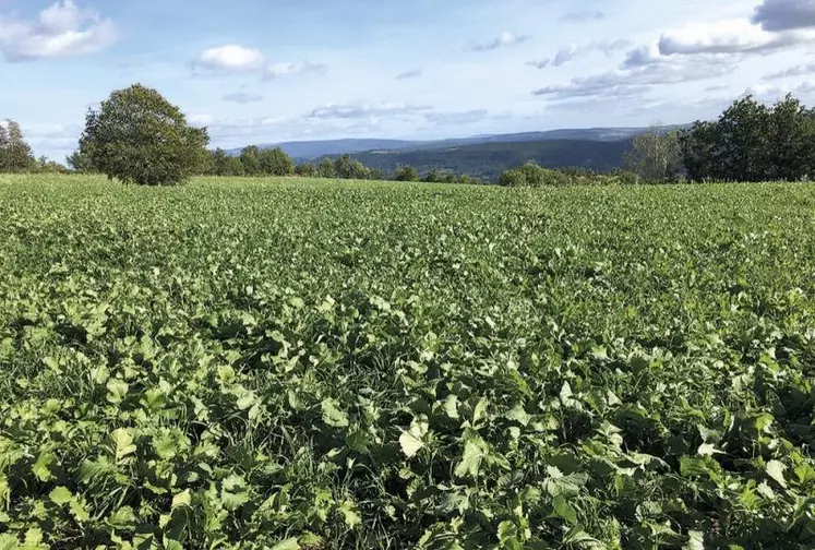 Les mélanges à base de colza sortent du lot grâce à leur bonne qualité nutritive.