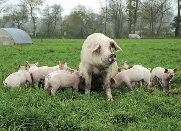 Avec l'arrivée de la peste porcine africaine (PPA) en Allemagne, 2e producteur et exportateur européen, la filière plonge encore un peu plus dans l'inconnu. Deux jours après la découverte de la maladie, la Chine, principal moteur de la demande mondiale, a bloqué ses importations en provenance d'Allemagne. Une décision qui risque d'alourdir le marché européen de quelque 800 000 tonnes de porc, soit 3 % de la production.