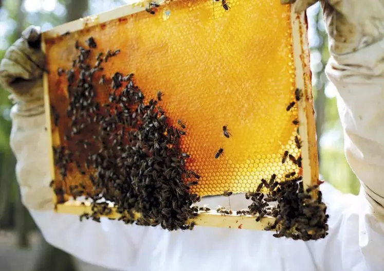 Le nouveau règlement bio présente une « escroquerie manifeste », dénoncent trois syndicats apicoles (Unaf, SNA et Terre d'abeilles) dans un communiqué publié le 21 février.