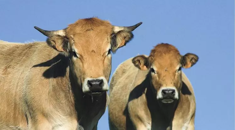 Les paramètres de la productivité agricole européenne entrent « dans une nouvelle phase », prévient Bruxelles dans son rapport annuel sur les perspectives de l'agriculture à moyen terme. Dans les dix prochaines années, la Commission prévoit en effet une stagnation de la production des principales denrées alimentaires du fait, entre autres, du changement climatique, des nouvelles tendances de consommation et des exigences environnementales renforcées.