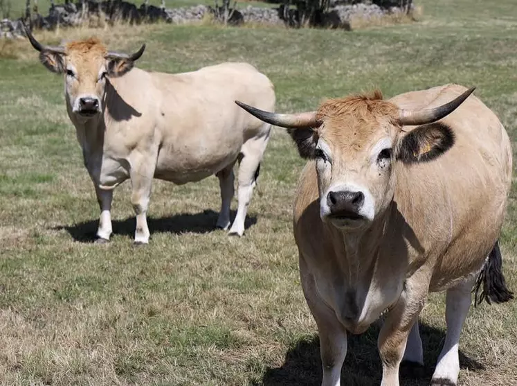 Depuis six mois en Lozère, près de 150 veaux viropositifs en BVD ont été diagnostiqués sur analyse de cartilage auriculaire.