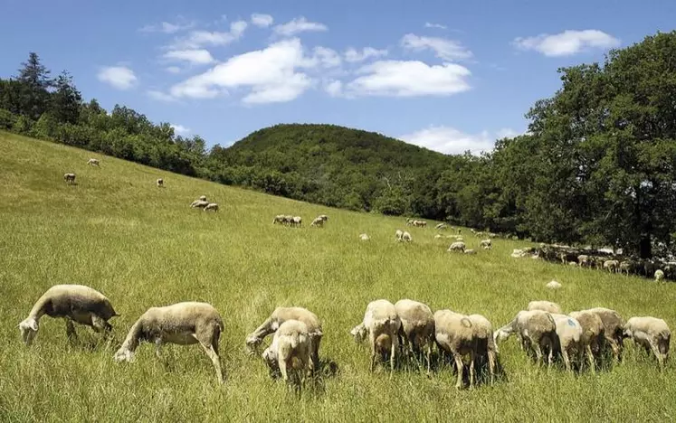 Le futur plan national d’actions loup (PNA) 2024-2029 a été présenté le 18 septembre par la préfète coordinatrice. Pour la FNSEA, porteur de nombreuses propositions suite aux assises de la prédation en juin 2023, le compte n’y est pas.