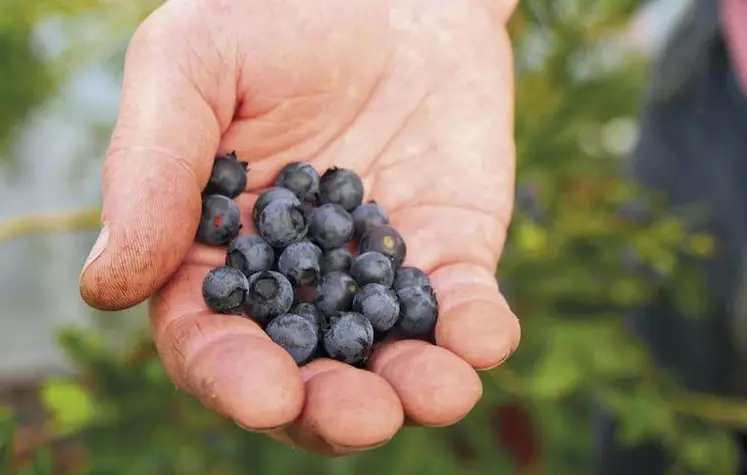 La myrtille occupe une petite place dans le grand panier des fruits rouges. Mais les choses pourraient changer grâce à des pépiniéristes entreprenants.