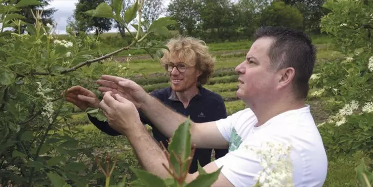 Dans les Vosges, Les jardins de Bernadette, producteurs de plantes à infusion et condimentaires, vendent 2 à 3  % de leur cueillette aux laboratoires Phytodia d’Illkirch-Graffenstaden (Bas-Rhin).