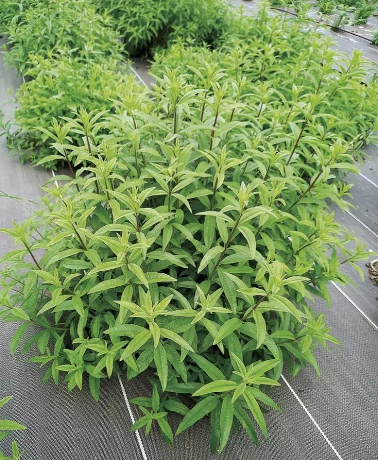 Plants de Aloysia triphylla ou Lippia citriodora, la verveine citronnelle.