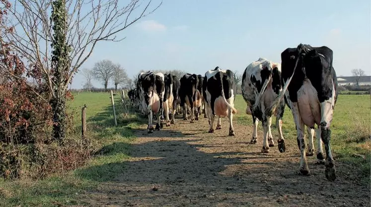 Depuis un an, la société française ITK commercialise une assurance pour compenser les pertes économiques des éleveurs en cas de stress thermique chez les vaches laitières. Un service unique au monde, déclenché pour la première fois cette année.