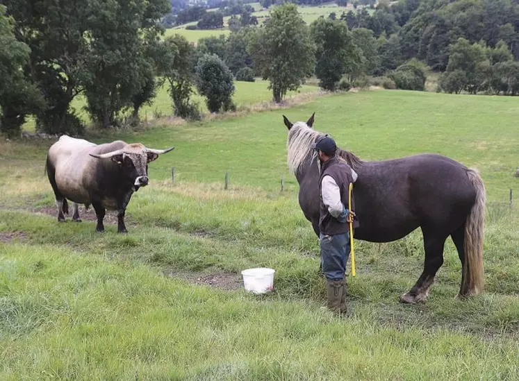 L’Inrae et l’IFCE ont conduit un projet de recherche commun PaturBovEquin pour mesurer les avantages d’un pâturage mixte sur la valorisation de l’herbe, l’infestation parasitaire des animaux et leur croissance.