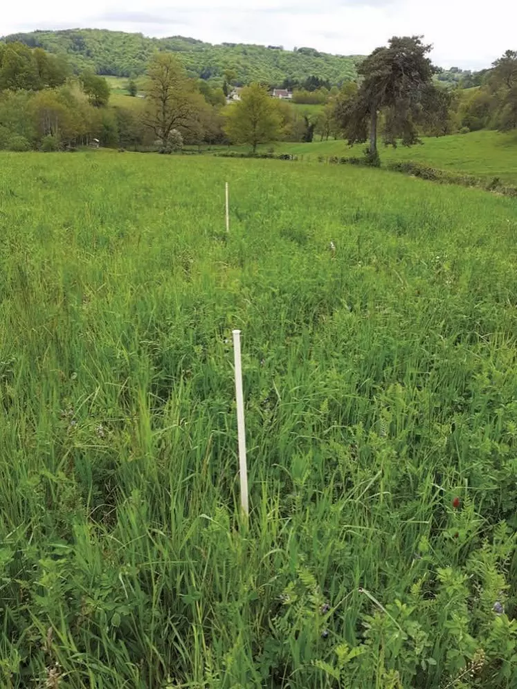 La partie fertilisée au sulfate de potassium à droite des jalons a dynamisé la luzerne d’où une teneur en protéines améliorée de 40 %.