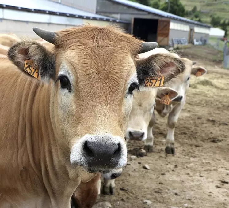 Les 1er et 2 juillet, l’opération fermes ouvertes a eu lieu aux Bondons et aux Laubies. L’occasion pour les agriculteurs d’ouvrir les portes des exploitations et faire découvrir leurs quotidiens.