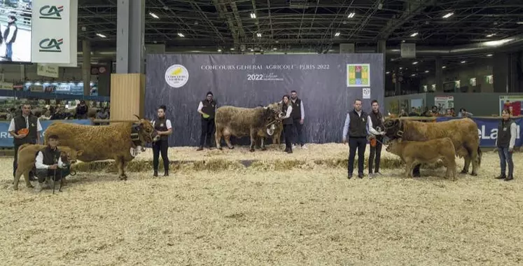 Hirondelle, du Gaec Laporte, termine deuxième de la section vaches âgées.