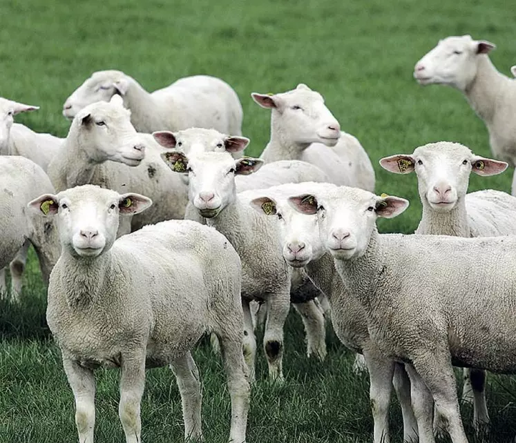 Les agnelles représentent l’avenir du troupeau. Les élever, c’est avant tout les préparer à leur carrière de futures productrices d’agneaux et de lait.
