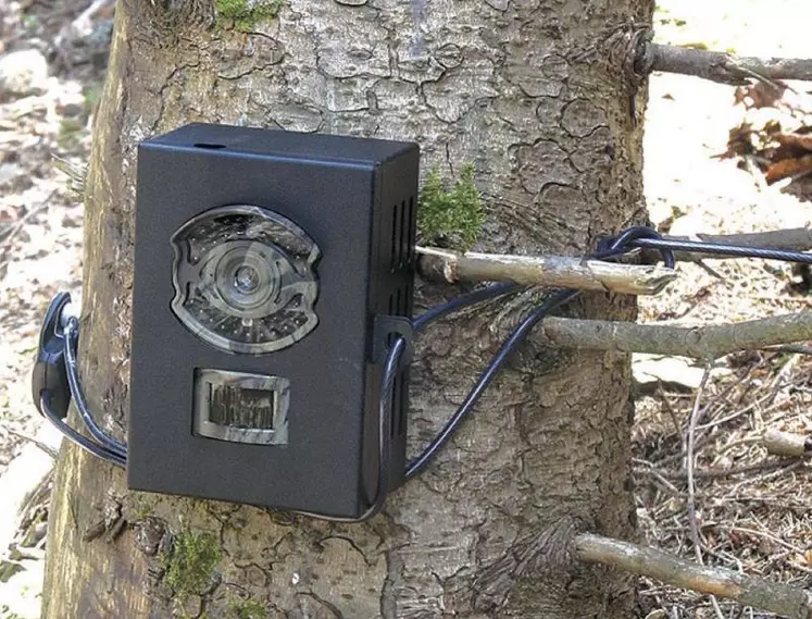 La photosurveillance, pour améliorer et préciser les connaissances sur le loup.