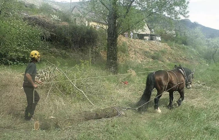 Un cheval a permi de poursuivre les travaux dans les endroits les plus difficiles d’accès.