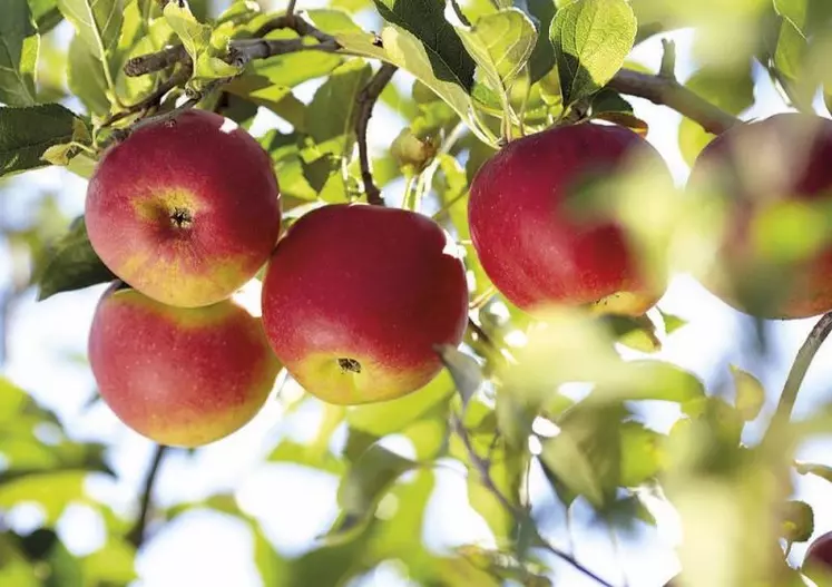 Les 30 000 tonnes de pommes utilisées par Charles & Alice proviennent toutes désormais de vergers écoresponsables.
