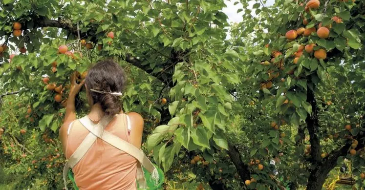 Les filières fruits et légumes sont en demande de mécanisation, pour pallier le défaut de main-d'oeuvre et réduire la pénibilité. Pour l'heure, les outils sont encore « peu présents », selon un récent rapport du CGAAER.