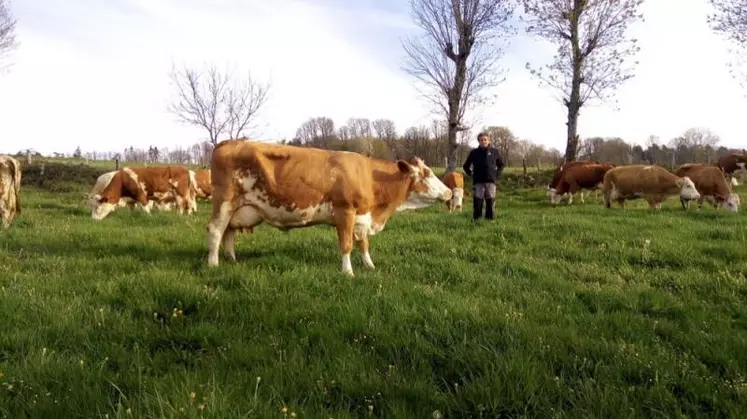 Thierry Grousset, gagnant du trophée Technilait, au milieu de son troupeau de Simmental.