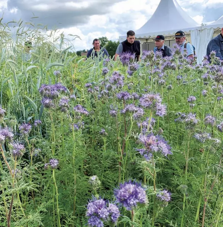 Les mélanges prairiaux intégrant des espèces mellifères ont fait l’objet de plusieurs parcelles d’essais au Salon de l’herbe.