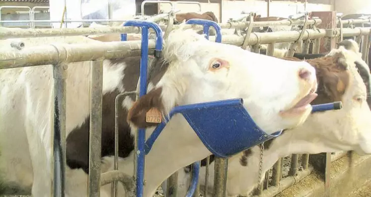 Le lève-tête portatif permet d’immobiliser la tête de l’animal lors d’un traitement. Abordable (entre 150 et 200 €), il ne demande aucune installation particulière.