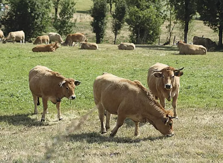 S’ils disent souscrire aux grandes lignes des stratégies « de la ferme à la fourchette » et « biodiversité » que vient de présenter la Commission européenne, les ministres de l’Agriculture de l’UE ont aussi des craintes quant à leur impact sur la compétitivité agricole.