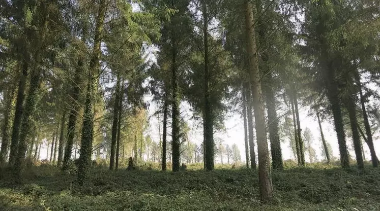 Les forêts d'épicéa sont de plus en plus clairsemées en raison des multiples sécheresses et tempêtes.