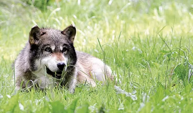 Sur la base d'une nouvelle analyse, la Commission européenne a proposé de revoir le statut de protection du loup dans la convention de Berne, étape préalable à un reclassement au niveau européen en vue de permettre aux États membres d'avoir recours à des mesures de gestion des populations plus souples.