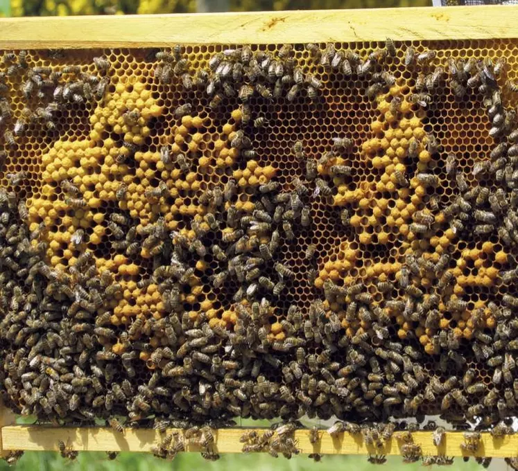 Lors de la sixième édition de la remise du label Apicité le 15 novembre à Paris, la commune de Vialas a obtenu sa deuxième abeille, « démarche remarquable ».