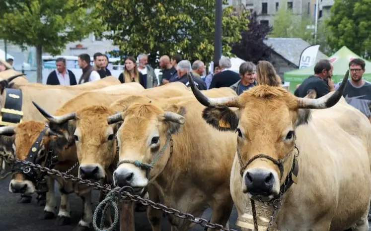 Samedi 2 septembre a eu lieu la désormais traditionnelle fête de l'Aubrac à Nasbinals pour sa sixième édition, regroupant un concours Aubrac et le concours régional charolais pour la seconde année consécutive.