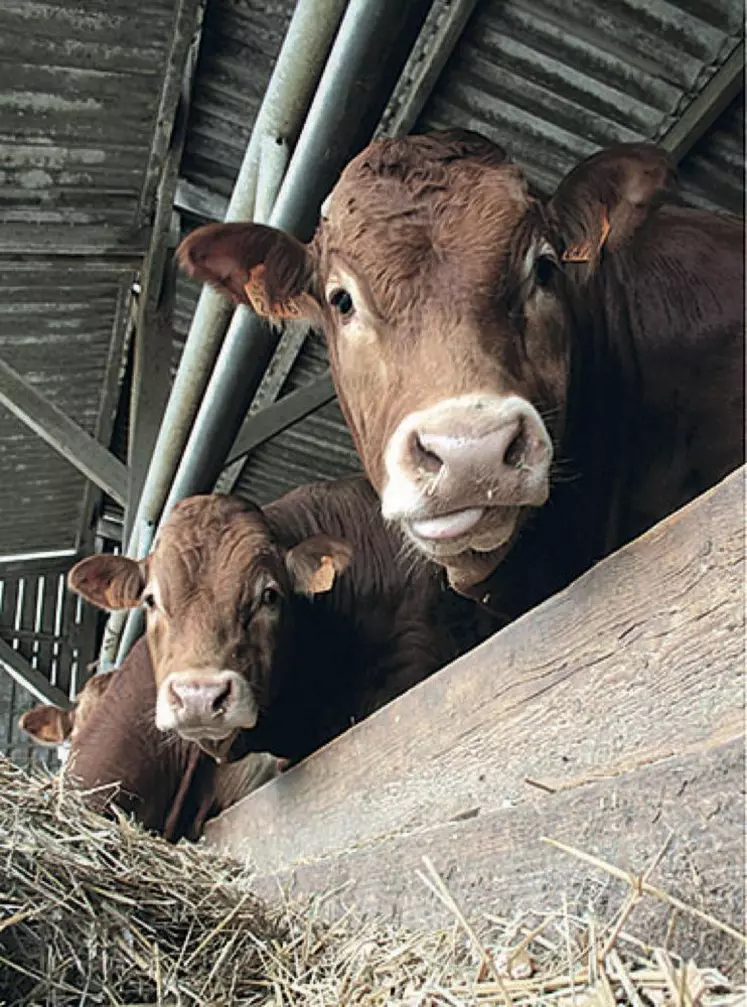 Sur le commerce extérieur, les jeunes bovins finis présentent un cumul sur 2015 nettement supérieur à 2014 : plus 15 % d'animaux exportés.