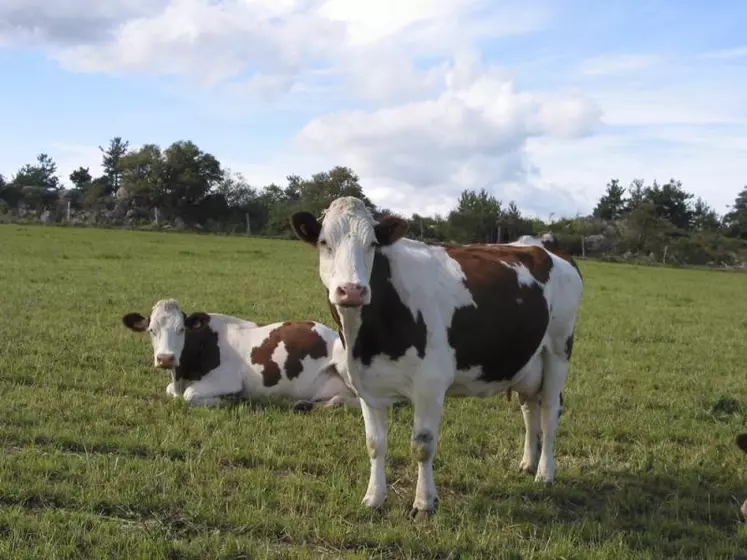 Des producteurs de lait ayant témoigné de leur mécontentement vis-à-vis de Lactalis ont vu leur contrat rompu par le géant laitier. Pour les Jeunes agriculteurs de Lozère, il est nécessaire que les réglementations changent et qu’elles permettent surtout aux éleveurs de vivre de leur métier.