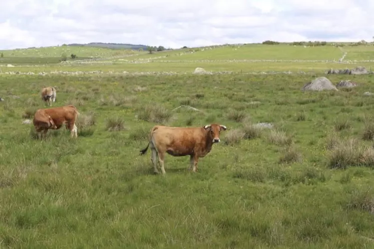 Le comice accueillera 110 Aubrac jugées à l’attache.