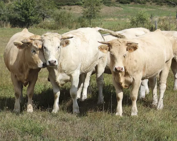 Lundi 20 septembre, à la salle des fêtes du Buisson, a eu lieu l'assemblée générale de l'association Fleur d'Aubrac, où a été présentée la nouvelle identité graphique de Fleur d'Aubrac.