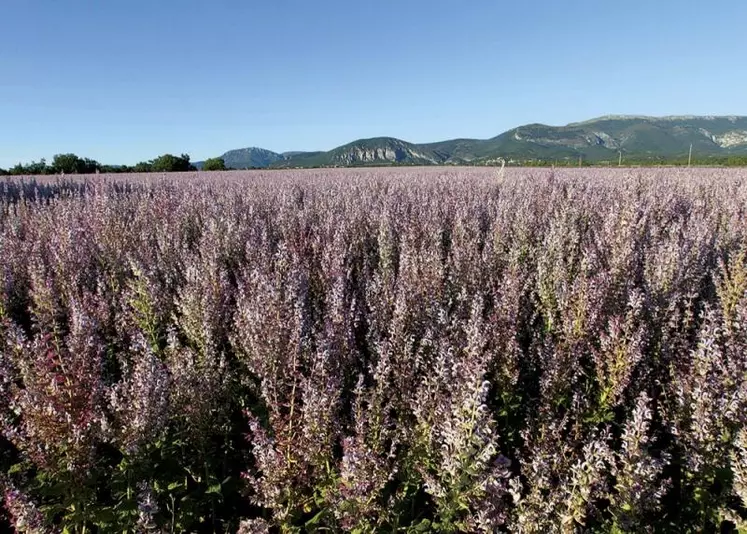 Une trentaine de producteurs du Gâtinais au profil de grandes cultures vient d’inaugurer une nouvelle distillerie, pour développer leur filière d’huiles aromatiques.