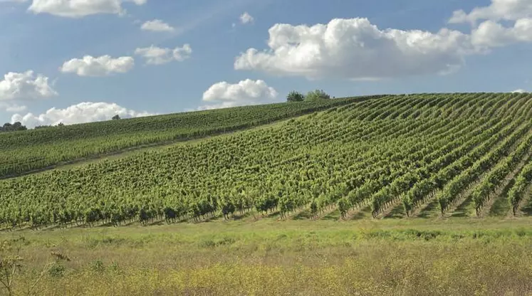 « On voit bien qu’il faut travailler à une autre échelle de temps mais il faut aussi une échelle spatiale plus petite, jusqu’à celle de la parcelle de vigne par exemple », estime Nathalie Ollat, qui coordonne le projet Laccave et participe à Defi.