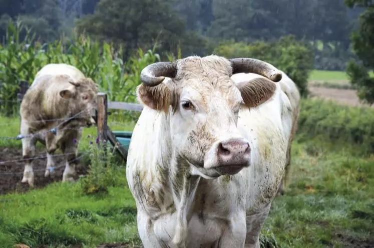 Cet automne, le Herd-Book Charolais et Charolais France vont dévoiler un ambitieux projet de modernisation touchant le livre généalogique, les concours reconnus par le HBC, la carte de services...